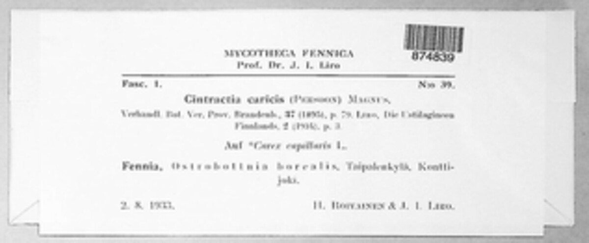 Anthracoidea caricis image